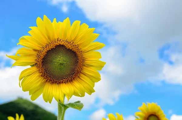 Sunflower or Helianthus Annuus on sky background — Stock Photo, Image