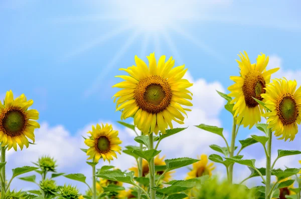 Sonnenblume oder Helianthus annuus auf Himmelshintergrund — Stockfoto
