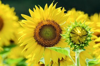 Ayçiçeği veya gruptaki Helianthus Annuus