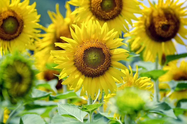 Sunflower or Helianthus Annuus in the farm — Stock Photo, Image