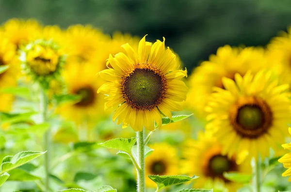 Sunflower or Helianthus Annuus in the farm — Stock Photo, Image