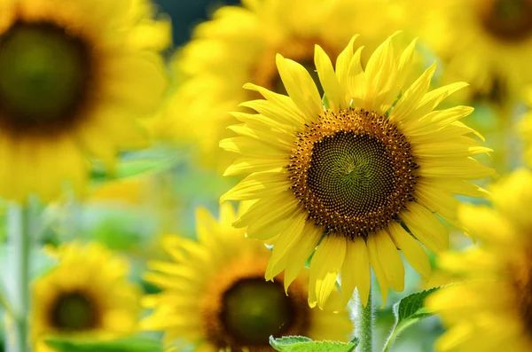 Sunflower or Helianthus Annuus in the farm — Stock Photo, Image