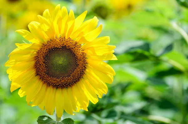 Sunflower or Helianthus Annuus in the farm — Stock Photo, Image