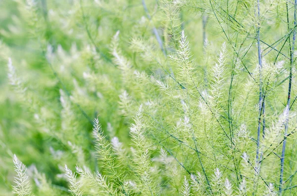 Achtergrond kleine groene blaadjes — Stockfoto