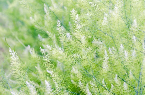 Achtergrond kleine groene blaadjes — Stockfoto