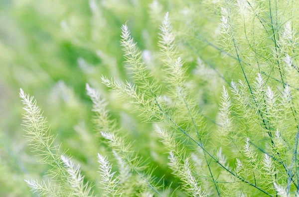 Achtergrond kleine groene blaadjes — Stockfoto