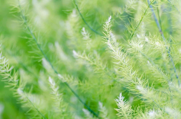 Background small green leaves — Stock Photo, Image