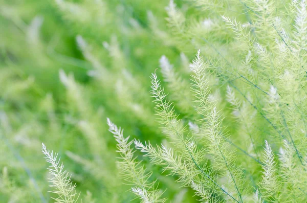 Background small green leaves — Stock Photo, Image