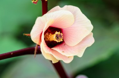 Jamaika kuzukulağı veya Hibiscus Sabdariffa çiçek