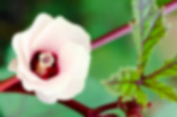 Blur background flower