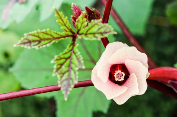 Bloem van Jamaica Sorrel — Stockfoto