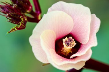 Jamaika kuzukulağı veya Hibiscus Sabdariffa çiçek