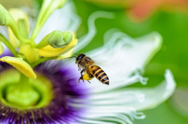 Bee flying over flowers — Stock Photo, Image