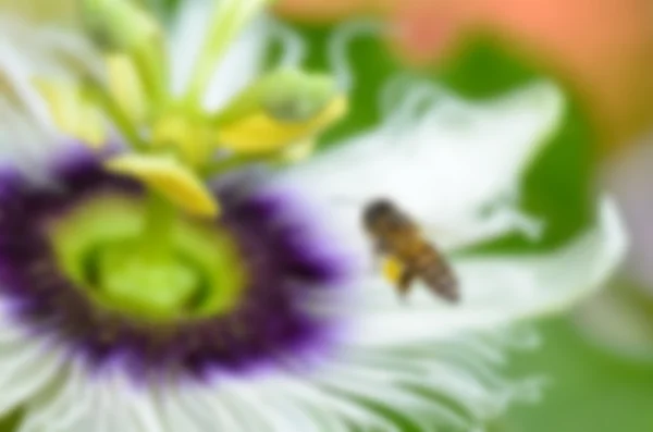 Blur background bee flying over flower — Stock Photo, Image