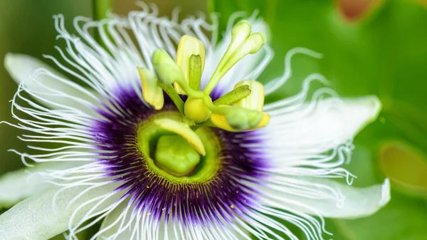 Εξωτικά όμορφο λουλούδι — Φωτογραφία Αρχείου