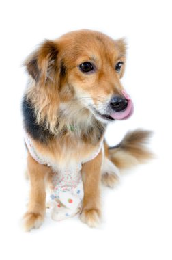 Beyaz arka plan üzerinde güzel köpek