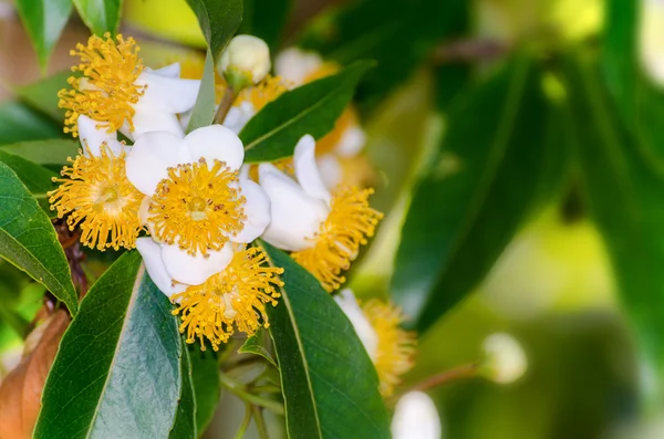 Белые цветы Calophyllum inophyllum — стоковое фото