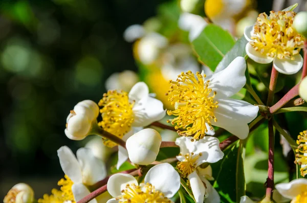 Белые цветы Calophyllum inophyllum — стоковое фото