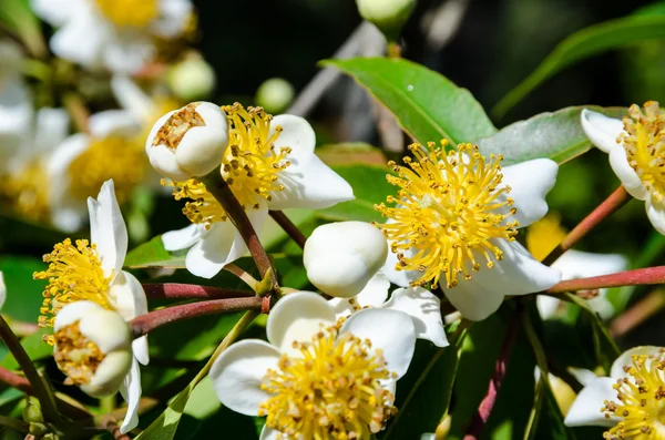 Белые цветы Calophyllum inophyllum — стоковое фото