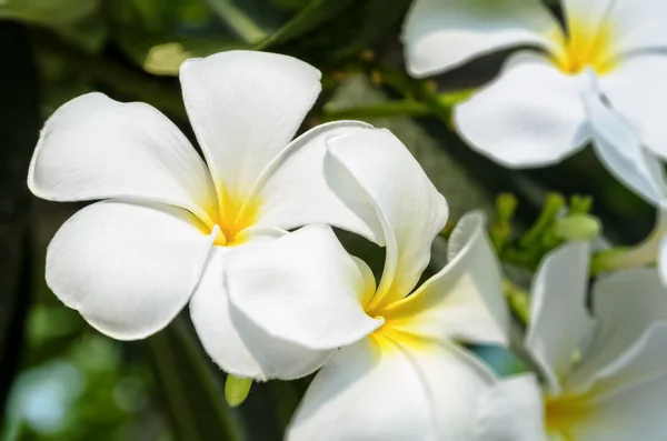 Biały kwiat Plumeria — Zdjęcie stockowe