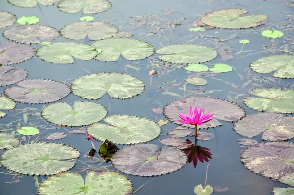 Rote Blume der Seerose — Stockfoto