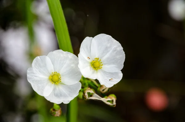 Weiße Blume der kriechenden Klette — Stockfoto