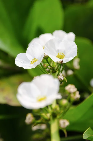 Белый цветок Ползучей Бурхед — стоковое фото