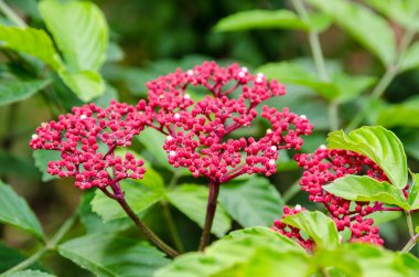 Leea Rubra çiçekler