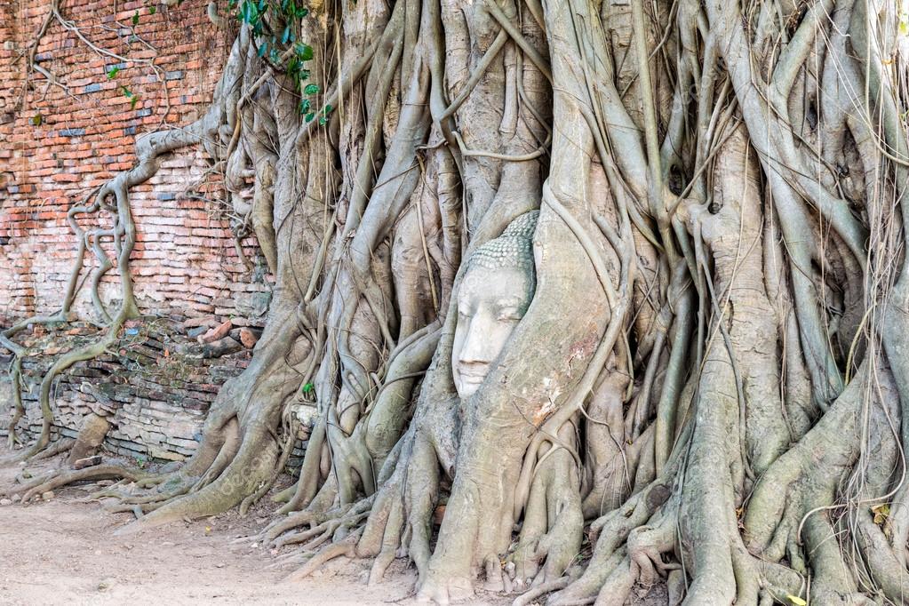 Head buddha statue in the roots tree Stock Photo by ©yongkiet 121576518