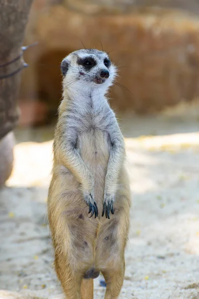 Meerkat Mongoose Suricata Suricatta Standing Sand Watchful Eye Funny Cute — Stock Photo, Image