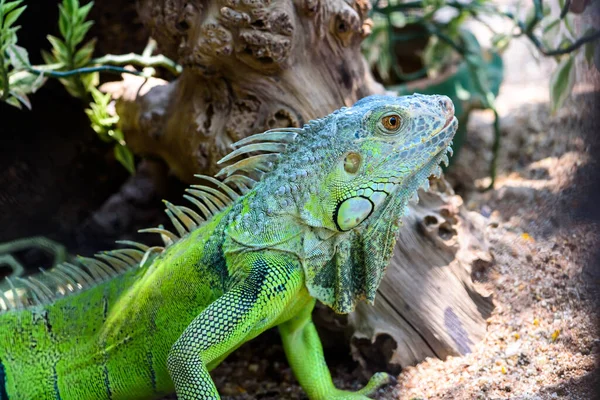 Männlicher Grüner Leguan Amerikanischer Leguan Oder Leguan Leguan Großaufnahme Kopf — Stockfoto