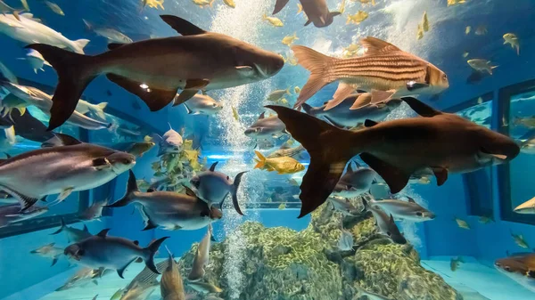 Prachtige Natuur Blauwe Onderwaterwereld Een Groot Aquarium Voor Vele Soorten — Stockfoto