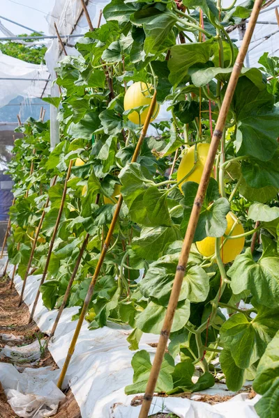 Melon Fruit Smooth Yellow Orange Skin Greenhouse Honeydew Melon Plantation — Stock Photo, Image