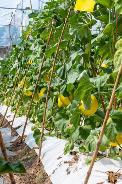 Melon Fruit Smooth Yellow Orange Skin Greenhouse Honeydew Melon Plantation — Stock Photo, Image