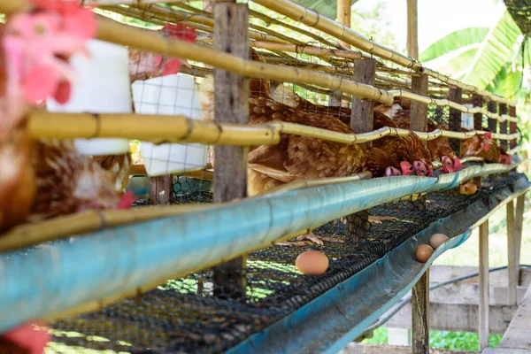 Brown Hens Feed Animal Food Egg Production Laying Hen Farm — Stock Photo, Image