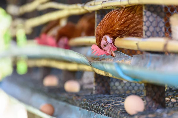 Brown Hens Feed Animal Food Egg Production Laying Hen Farm — Stock Photo, Image