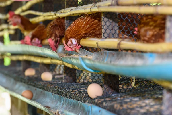 Brown Hens Feed Animal Food Egg Production Laying Hen Farm — Stock Photo, Image