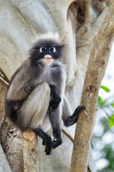 Macaco da folha cremosa ou Trachypithecus obscurus na árvore — Fotografia de Stock