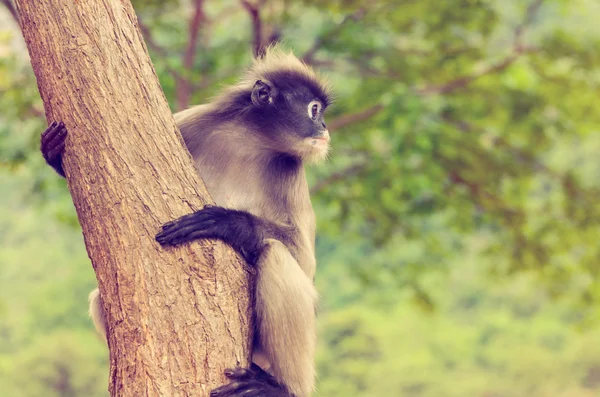 Vintage Dämmerung Blatt Affe oder trachypithecus obscurus auf Baum — Stockfoto