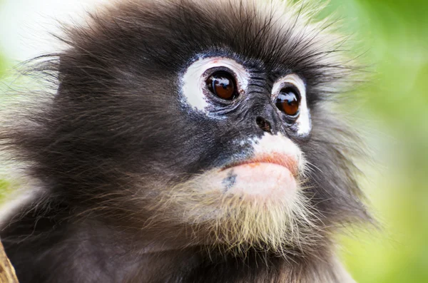 Close up face of Dusky leaf monkey — Stock Photo, Image