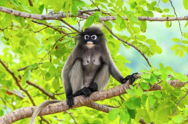 Dusky leaf monkey or Trachypithecus obscurus on tree — Stock Photo, Image