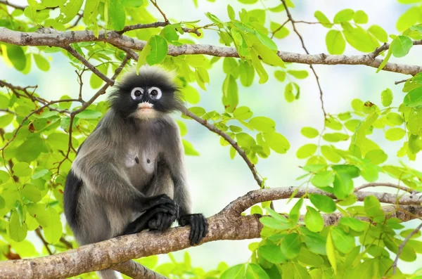 Macaco da folha cremosa ou Trachypithecus obscurus na árvore — Fotografia de Stock