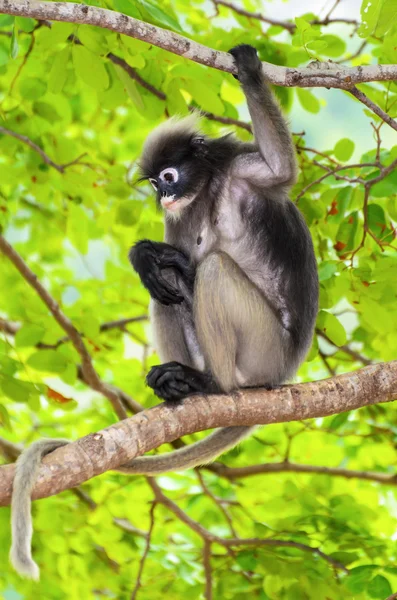 Dusky blad aap of trachypithecus obscurus op boom — Stockfoto