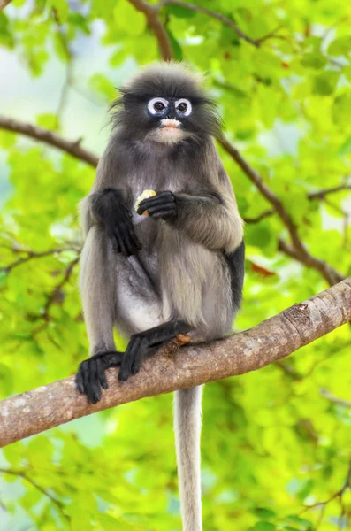 Mono de hoja oscura o Trachypithecus obscurus en el árbol — Foto de Stock