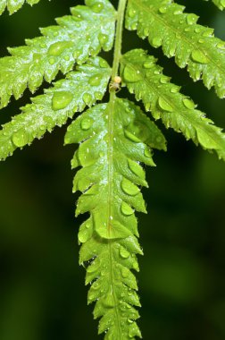 fern yaprak üzerinde yağmur damlaları