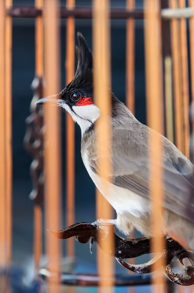 檻の中の鳥 — ストック写真