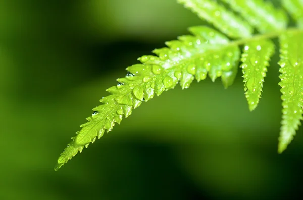 Regen druppels op blad fern — Stockfoto