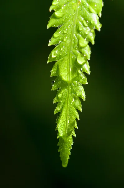 Gotas de lluvia sobre la hoja de helecho — Foto de Stock