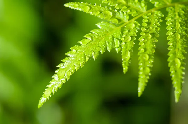 Gotas de lluvia sobre la hoja de helecho — Foto de Stock