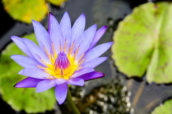 Lotus pourpre (Nymphaea Nouchali)  ) — Photo